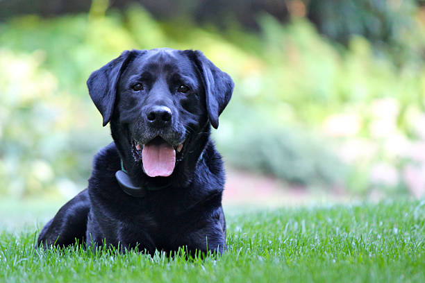 Happy black Labrador lying on a green grass lawn
